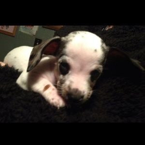 Meet your Posher, Marjorie